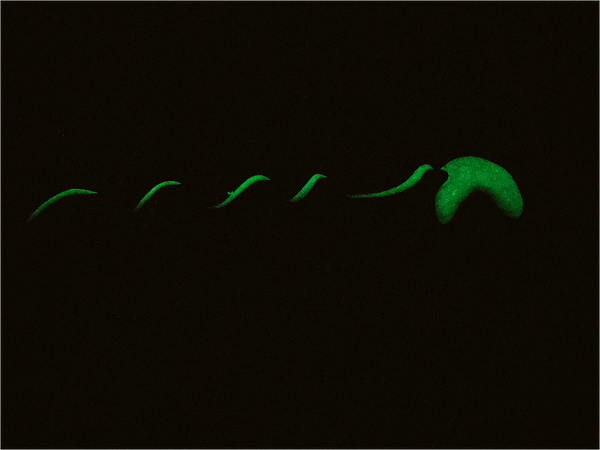 Glow in the Dark Moon Polymer Clay Clip — Black Glitter with Lime Green Metallic Swirl